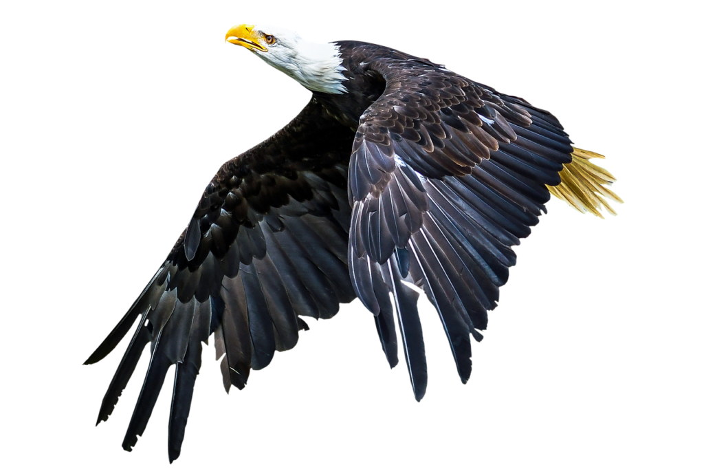 animal, bird, eagle-3065387.jpg