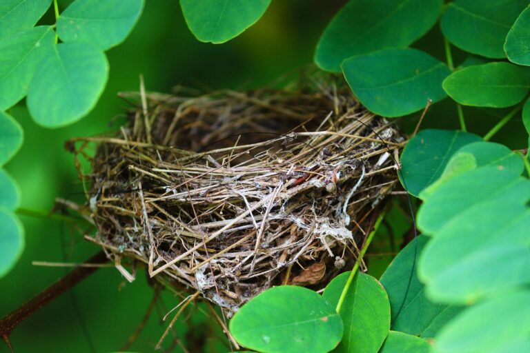 nest, bird nest, empty-5525206.jpg